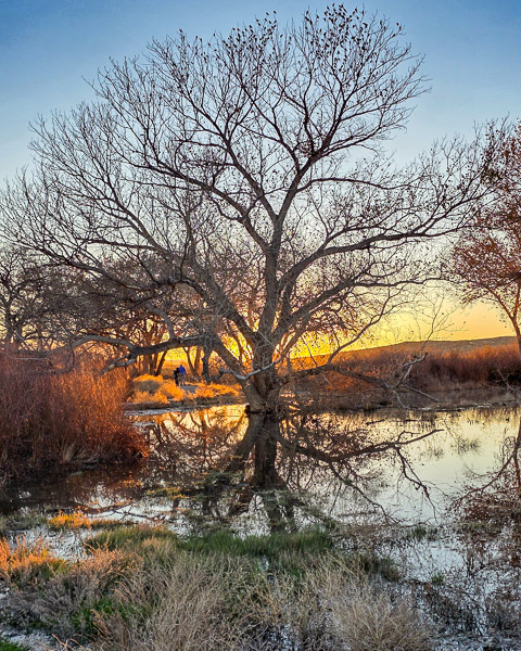 Bernardo Wildlife Area, New Mexico
